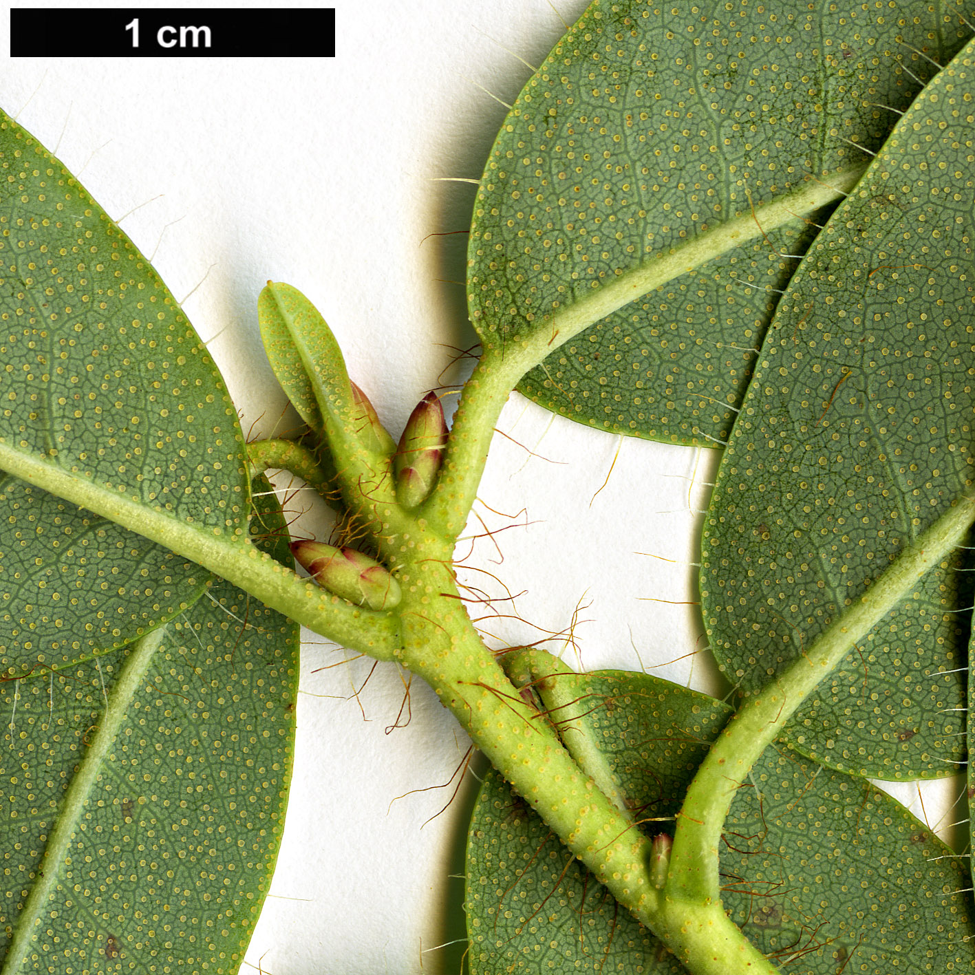 High resolution image: Family: Ericaceae - Genus: Rhododendron - Taxon: mekongense - SpeciesSub: var. mekongense